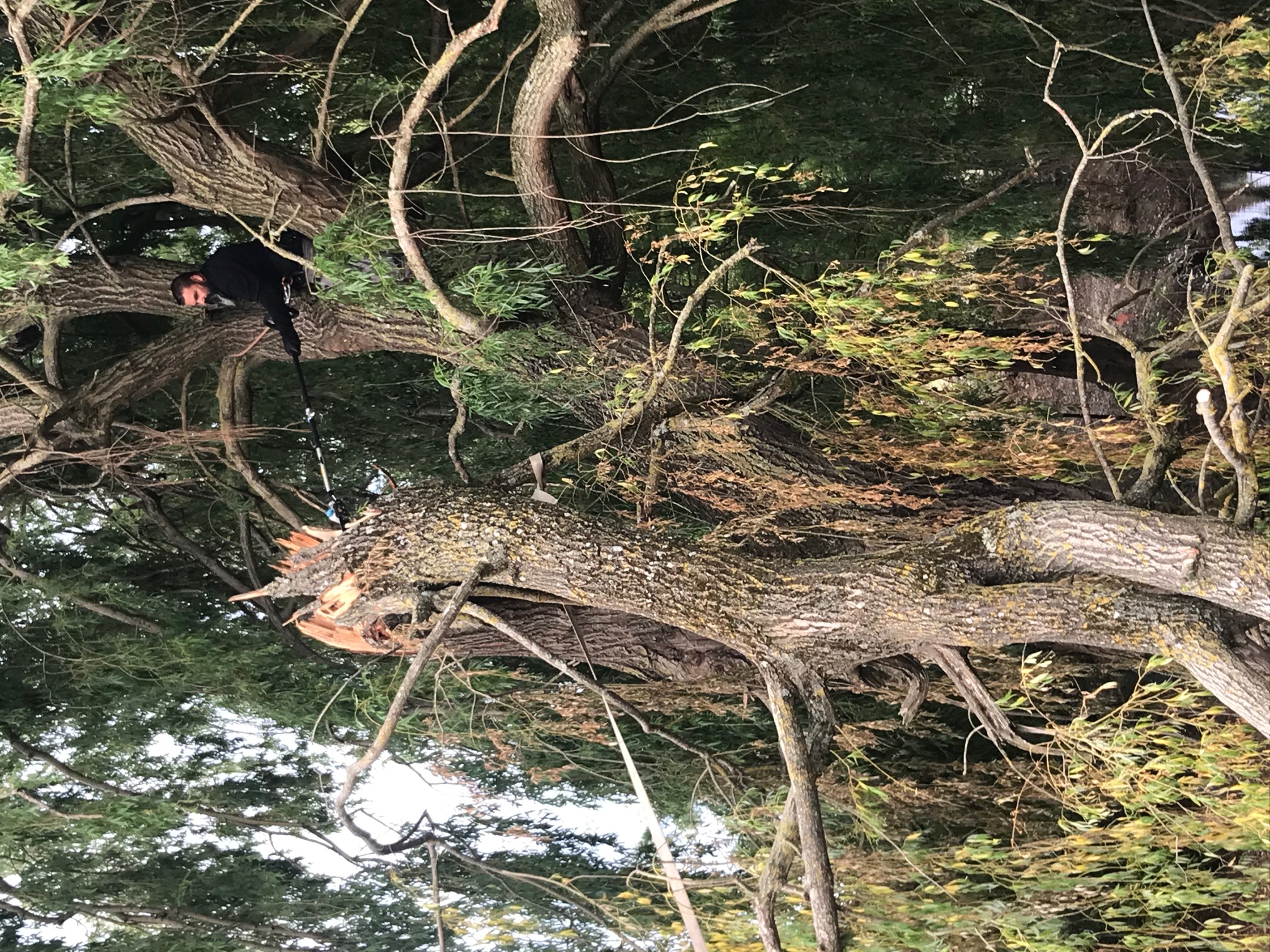 Entreprise Schmitt Rémy - Abattage d'un arbre