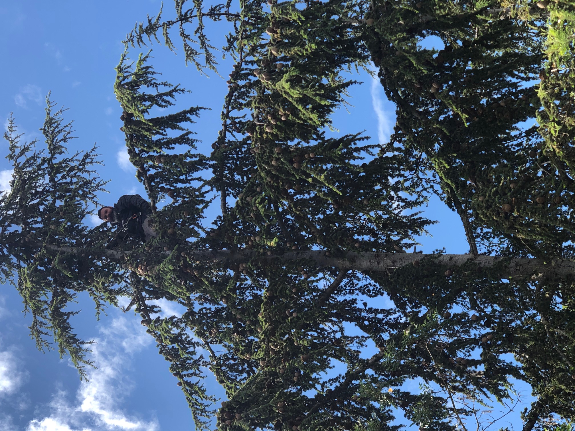 Entreprise Schmitt Rémy - Elagage d'un arbre