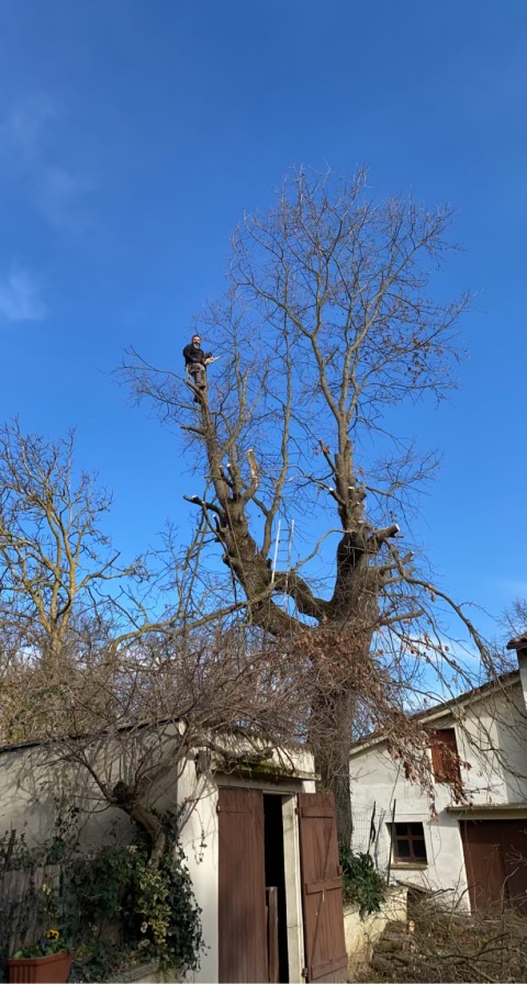 Entreprise Schmitt Rémy - Elagage d'un arbre