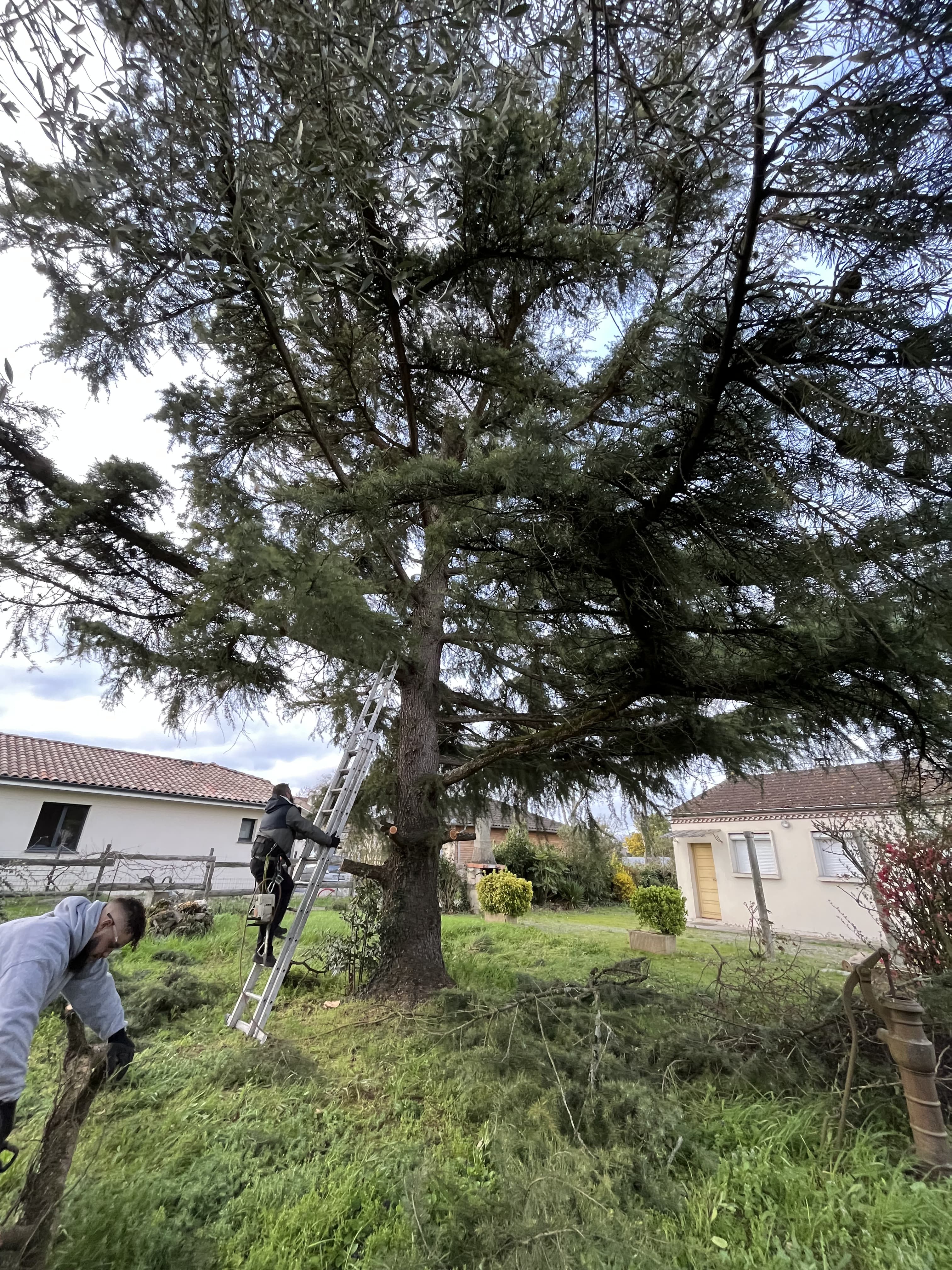 Abattage d'arbre