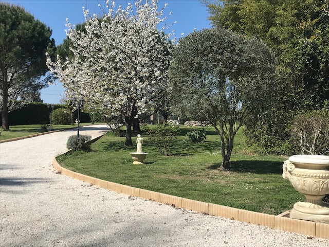 Entretien et élagage d'arbres - ici arbre en fleurs