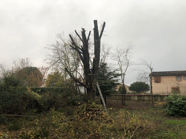 Coupe d'arbre après