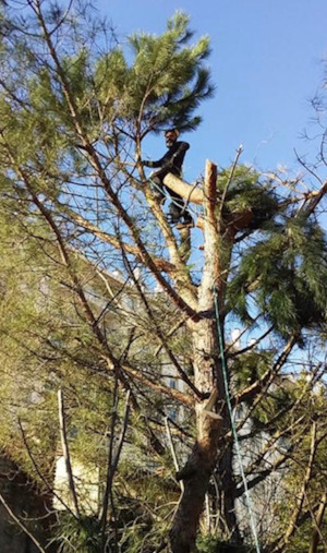 Abattage d'arbres et dessoussage en Haute-Garonne