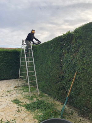 Taille d'une haie en Haute-Garonne